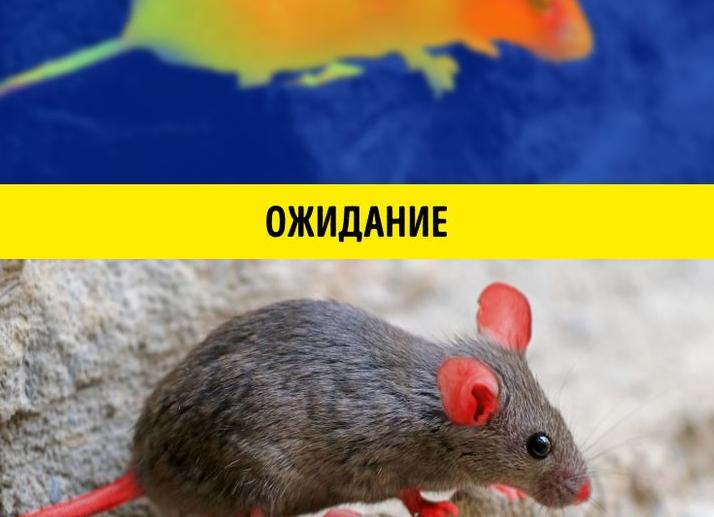 Каким бы выглядел мир вокруг, будь вы динозавром, кальмаром или просто бактерией 