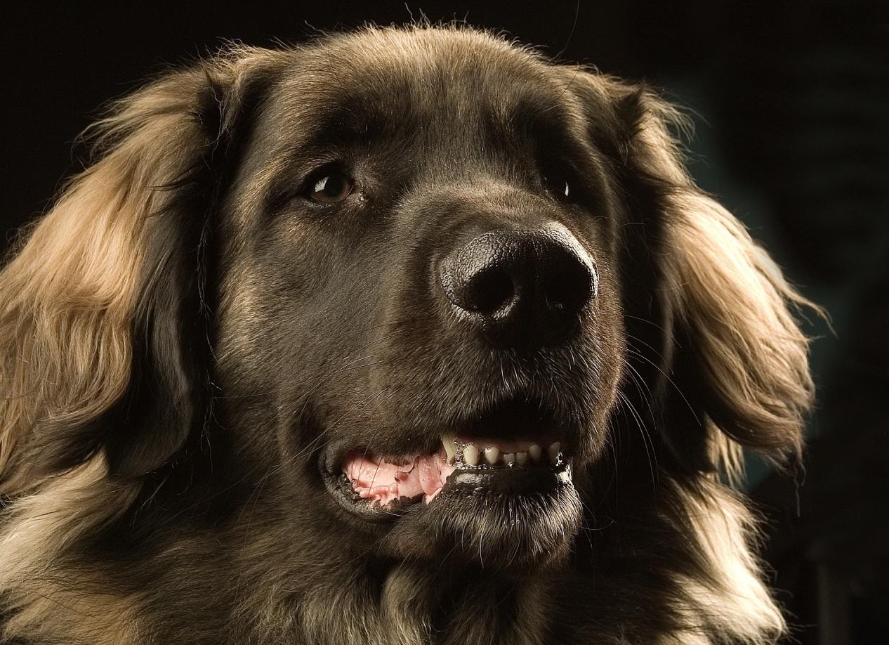 10 историй о том, что преданней собаки нет никого 10 историй о том, что преданней собаки нет никого